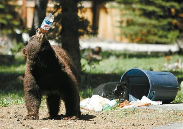 Bear Drinking Pepsi