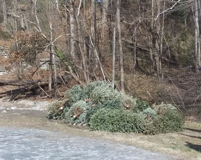 Christmas Trees Recyled for Fish Habitat