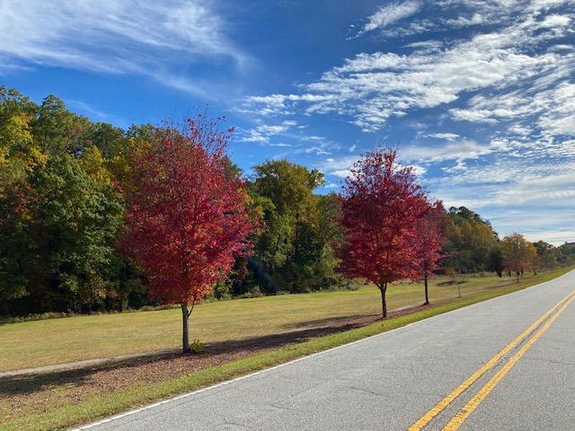 Red Trees on Memorial Hwy