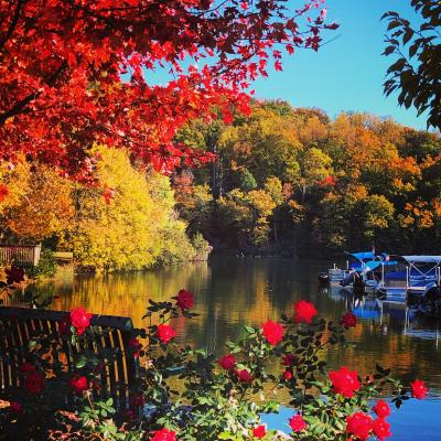 View of Lake Lure through fall leaves with red roses