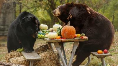 Bears eating pumpkins
