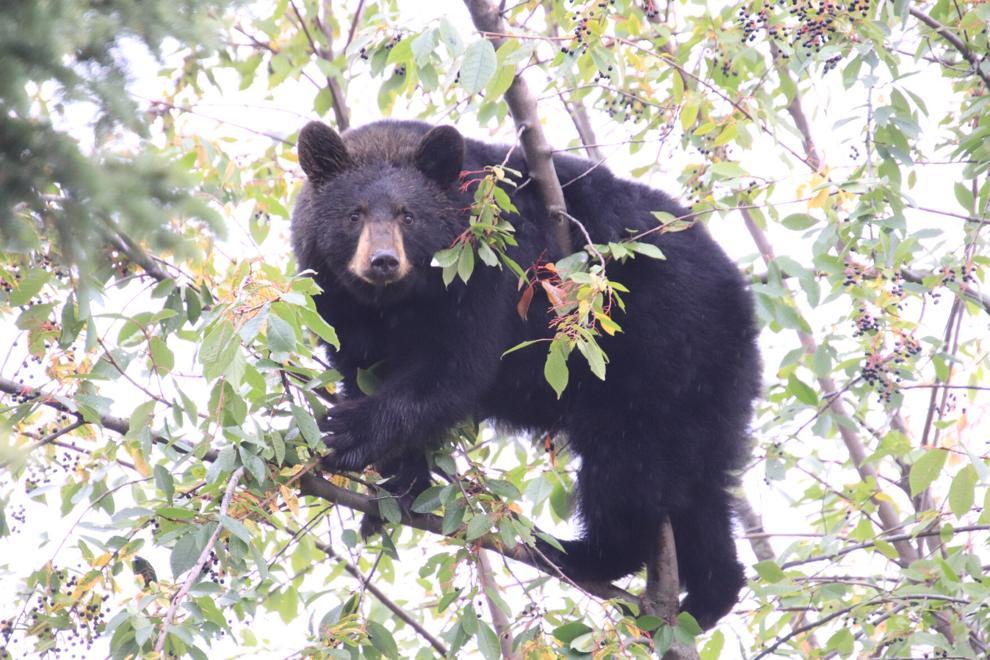 North Shore black bears: garbage a major problem - North Shore News