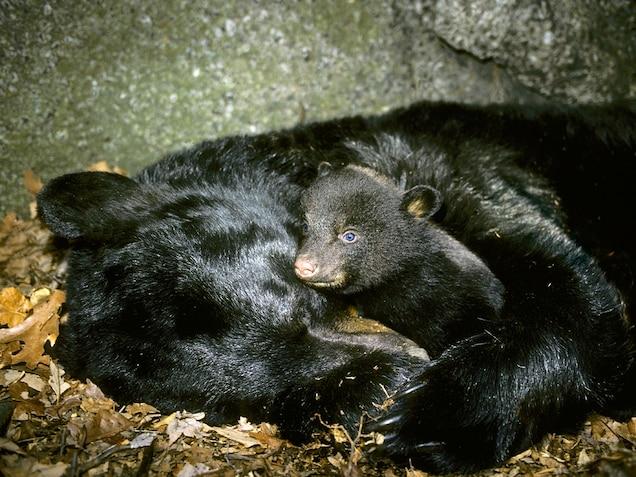 Newborn bears deals